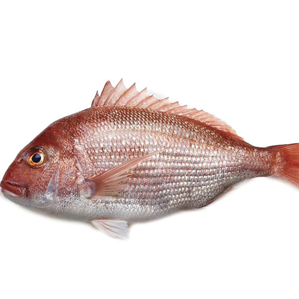 Frozen Red Snapper GGS