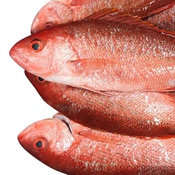 Frozen Vermillion Snapper GGS